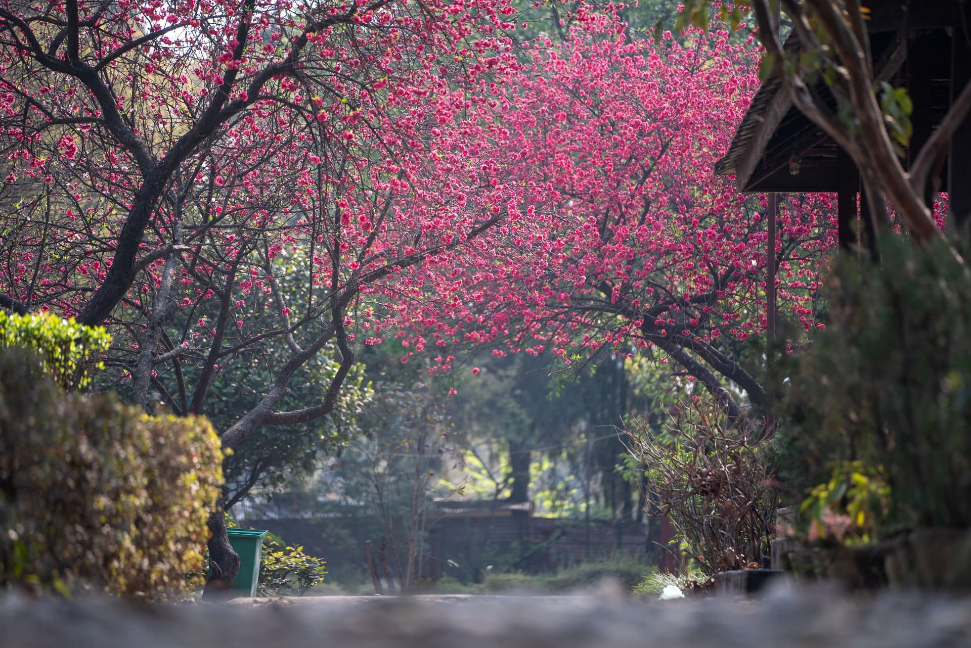 वसन्त ऋतुको आगमनसँगै काठमाडौंमा फूल्न थाले रंगिचंगि फूलहरु