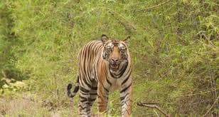 बर्दियामा एकै दिन दुई किसानको ज्यान जाने गरी वन्यजन्तुको आक्रमण, नागरिक सुरक्षामाथि गम्भीर प्रश्न